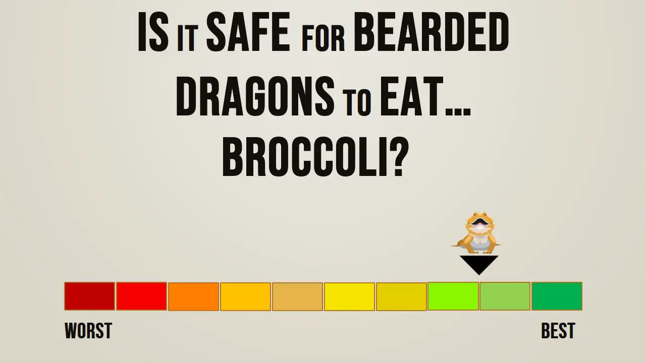 Can Bearded Dragons Broccoli