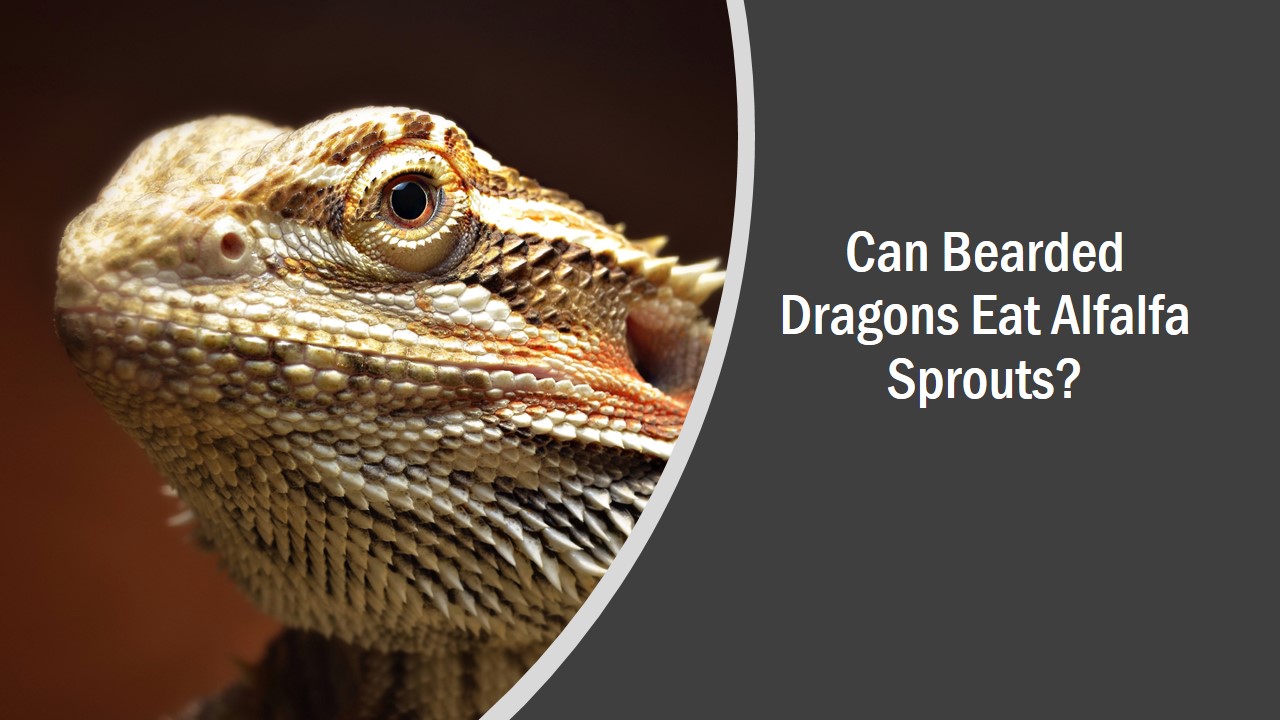 Can Bearded Dragons Eat Alfalfa Sprouts