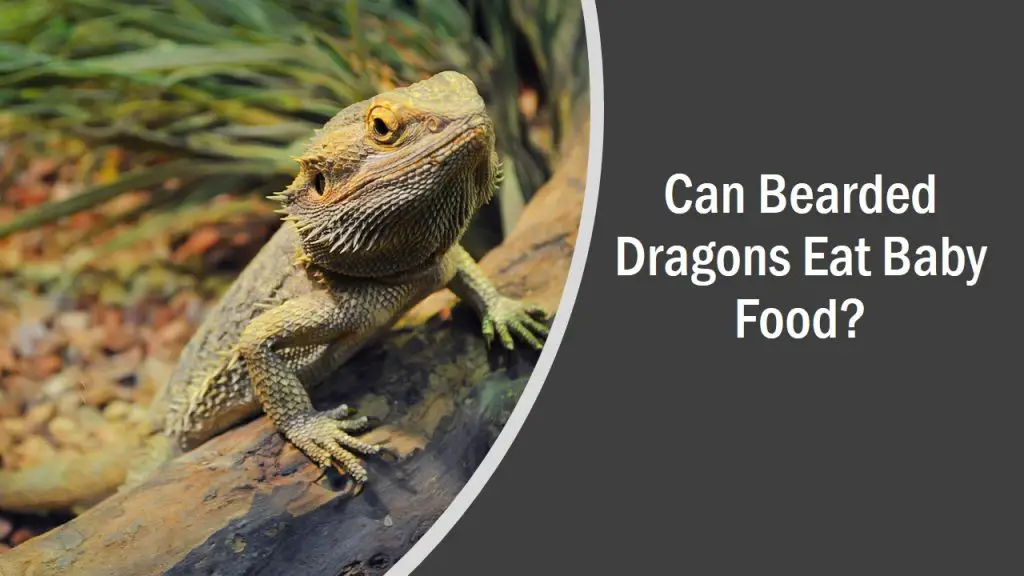 Can Bearded Dragons Eat Baby Food? (See What Happens)