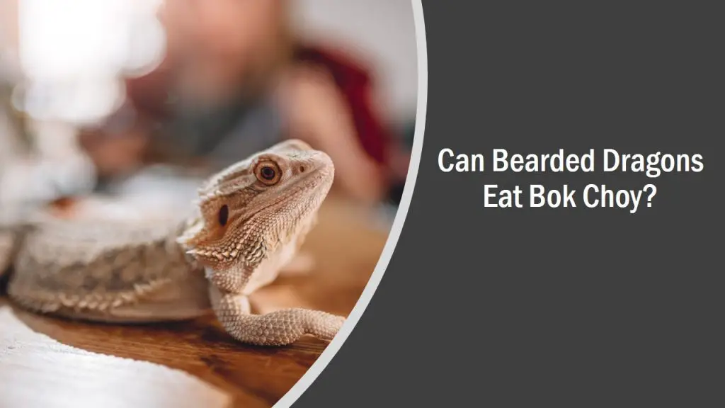 Can Bearded Dragons Eat Bok Choy? (See What Happens)