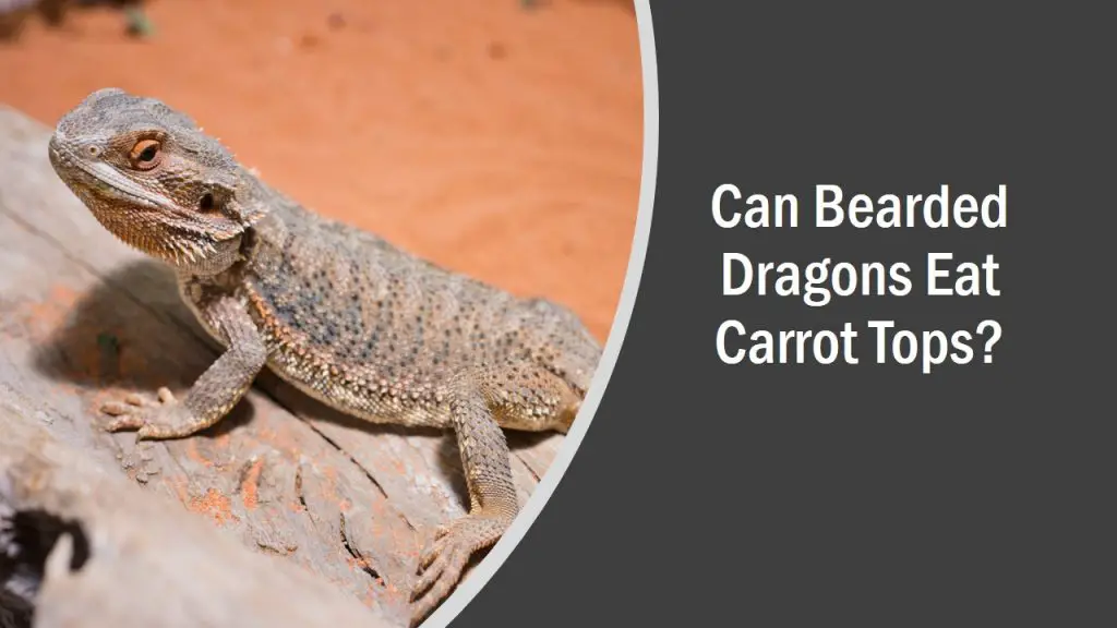 Can Bearded Dragons Eat Carrot Tops? (See What Happens)