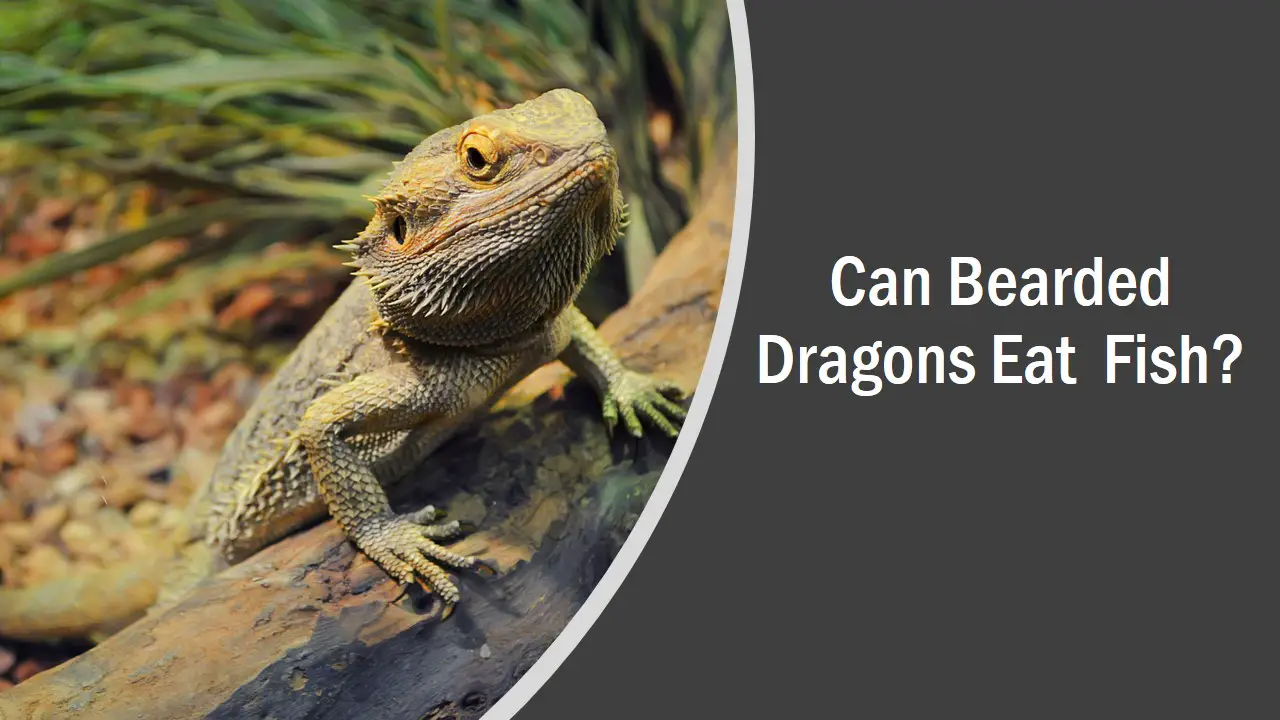 Can Bearded Dragons Eat Fish