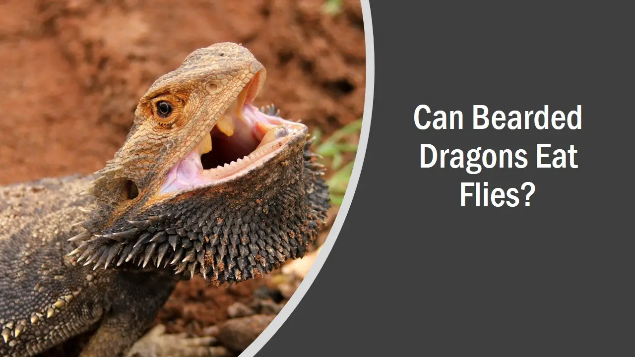 Can Bearded Dragons Eat Flies See What Happens 