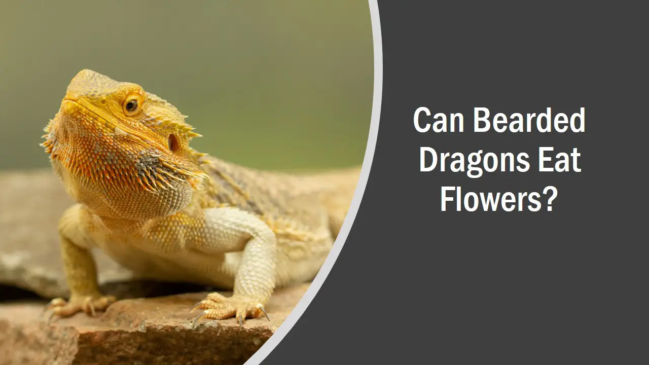 Can Bearded Dragons Eat Flowers
