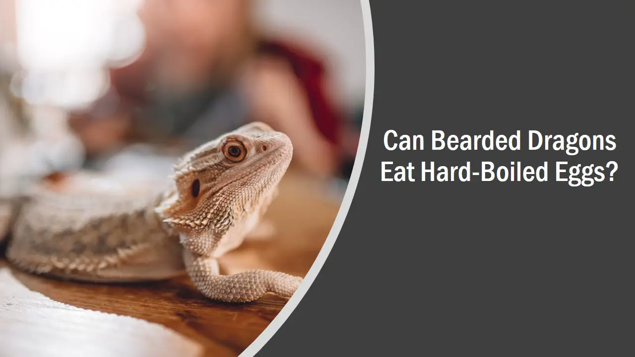 Can Bearded Dragons Eat Hard-Boiled Eggs