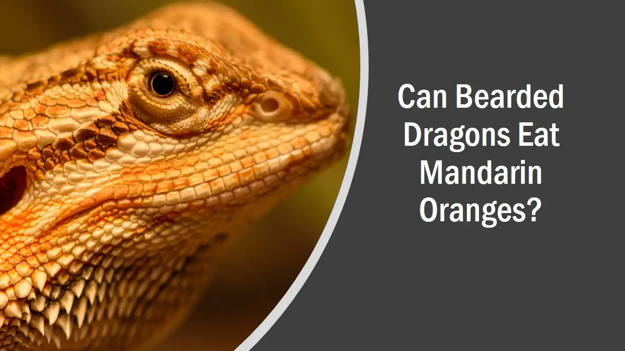 Can Bearded Dragons Eat Mandarin Oranges