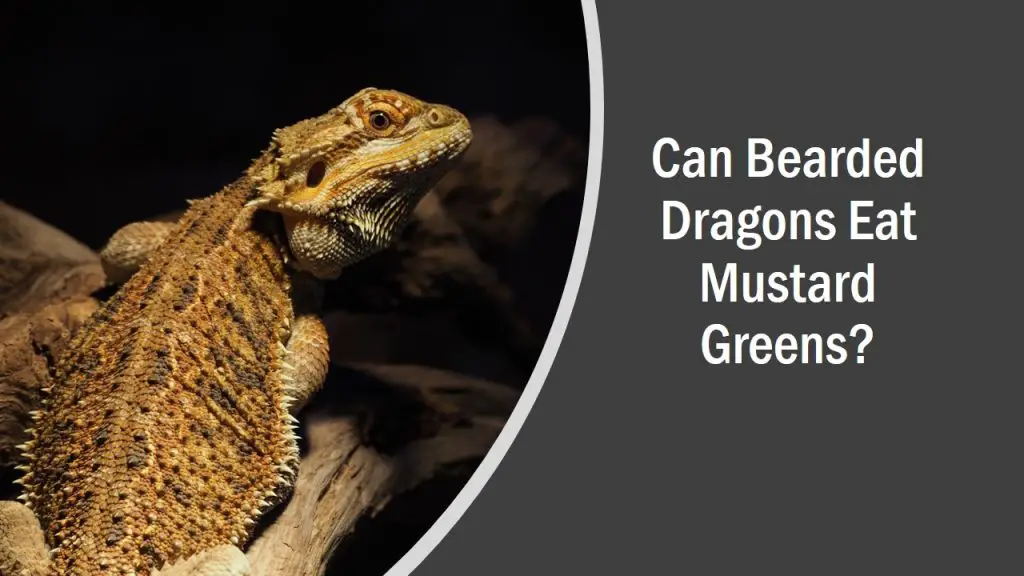 Can Bearded Dragons Eat Mustard Greens? (See What Happens)