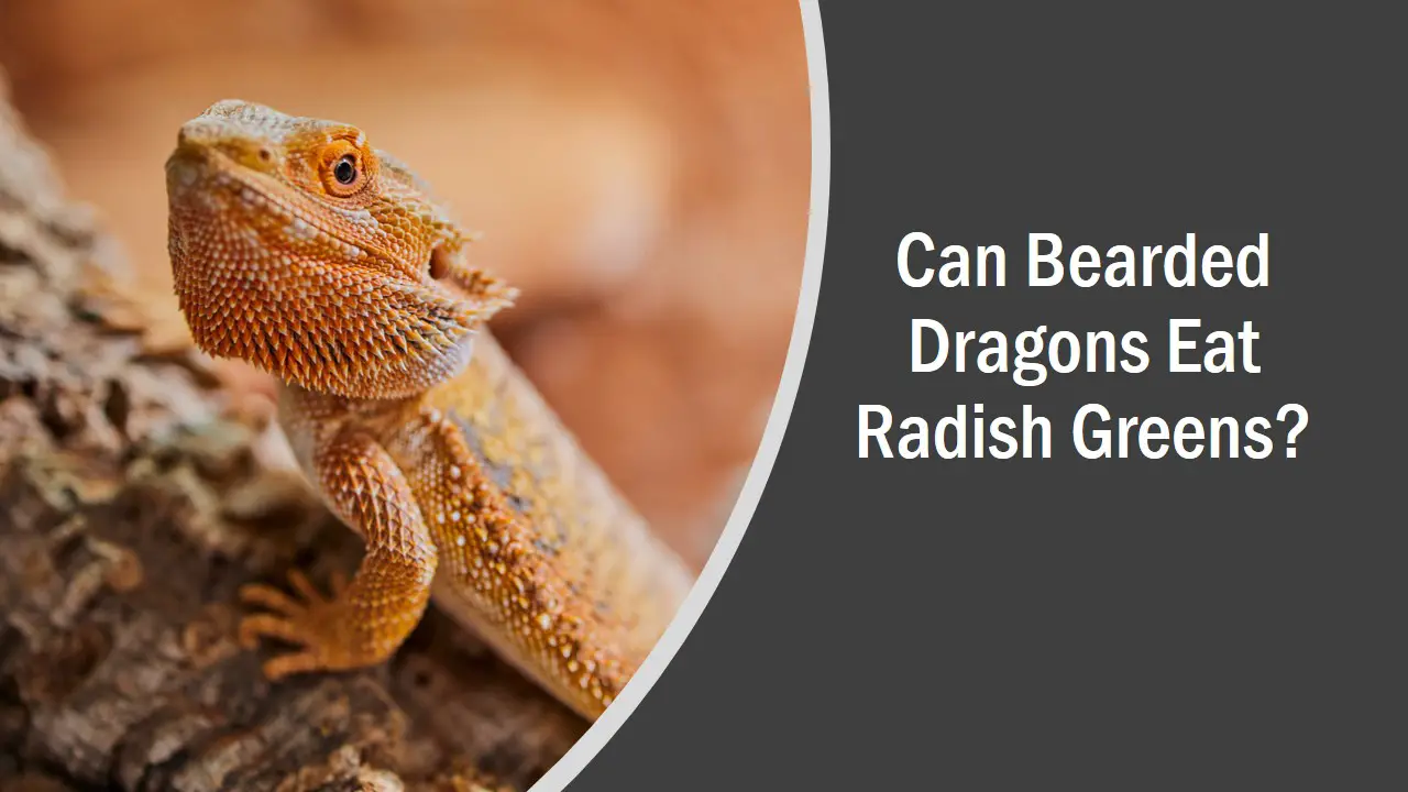 Can Bearded Dragons Eat Radish Greens