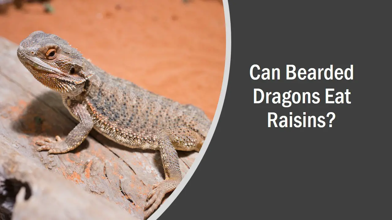 Can Bearded Dragons Eat Raisins