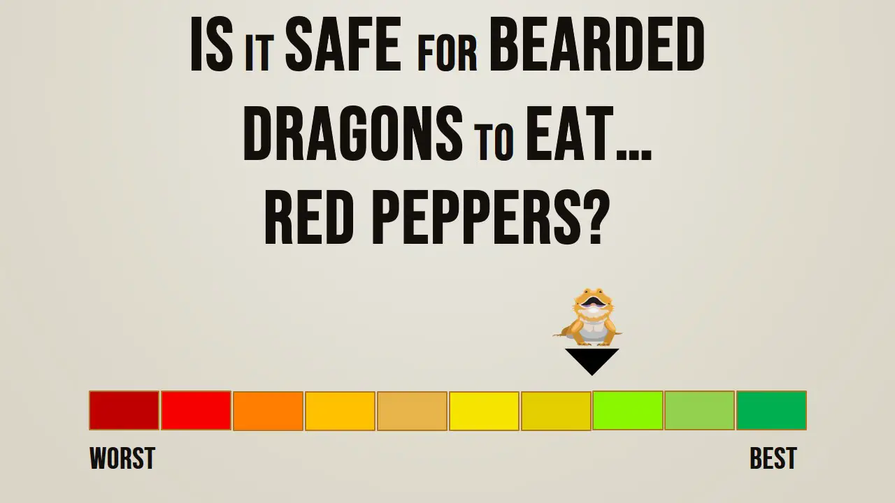 Can Bearded Dragons Eat Red Peppersjpg