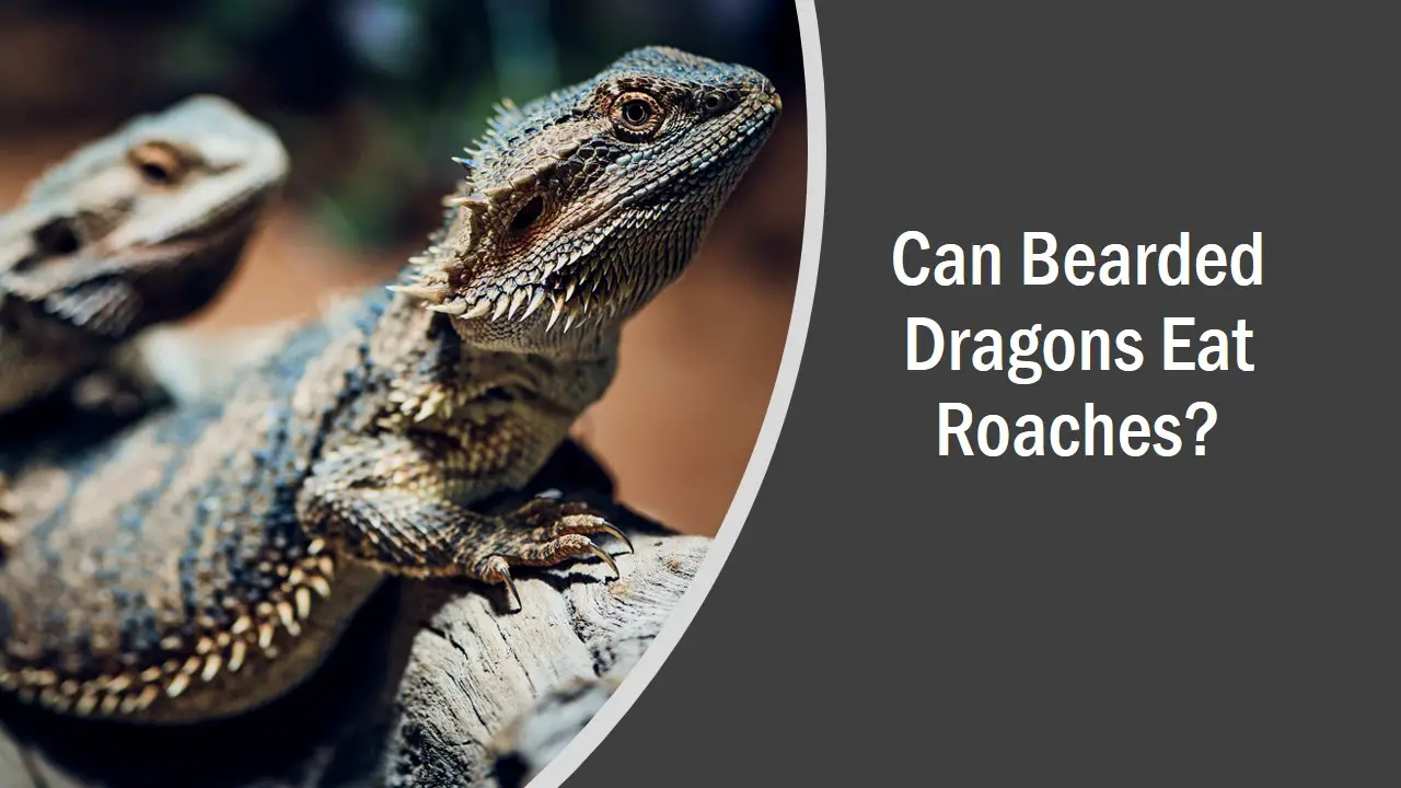 Can Bearded Dragons Eat Roaches