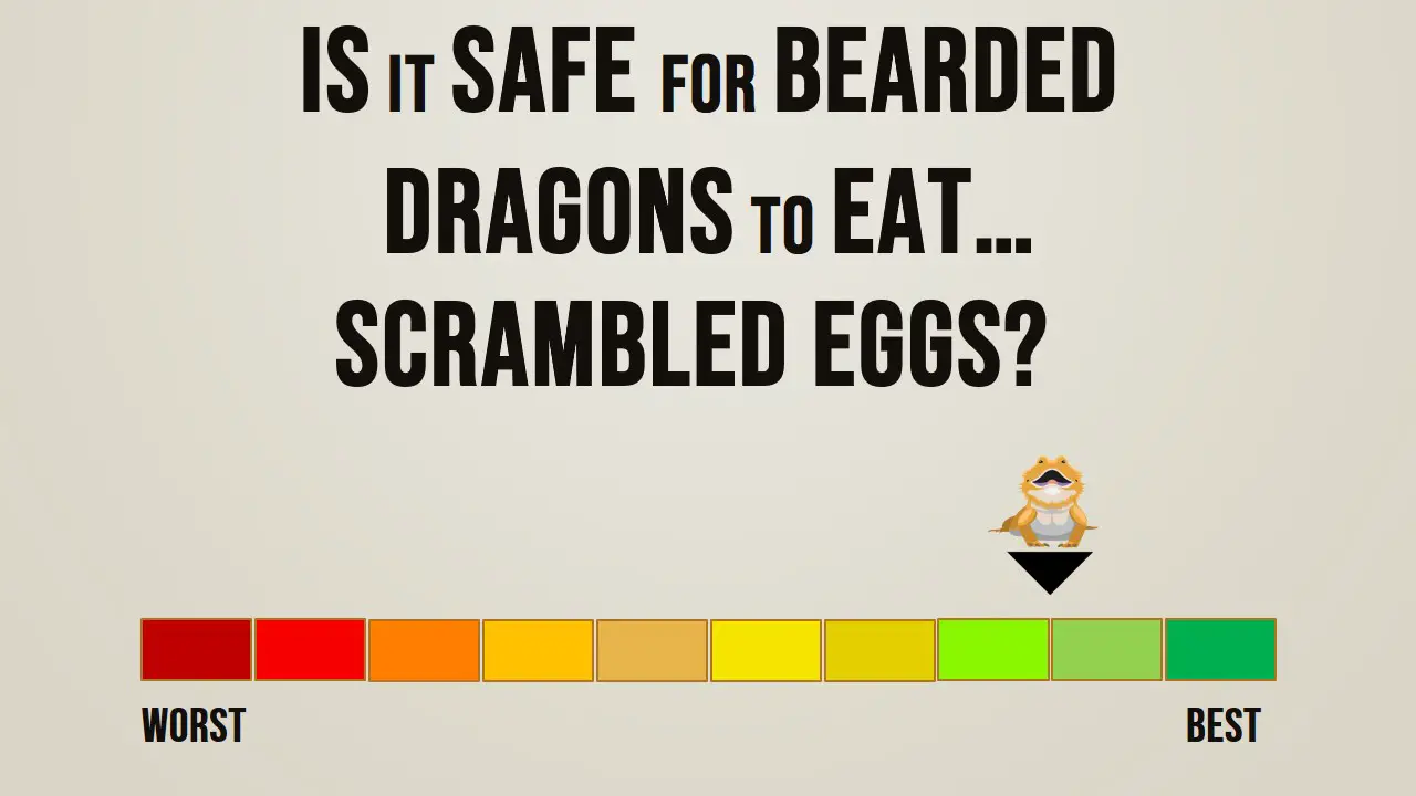 Can Bearded Dragons Eat Scrambled Eggsjpg