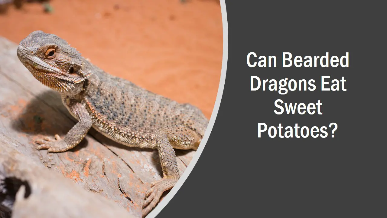 Can Bearded Dragons Eat Sweet Potatoes See What Happens 