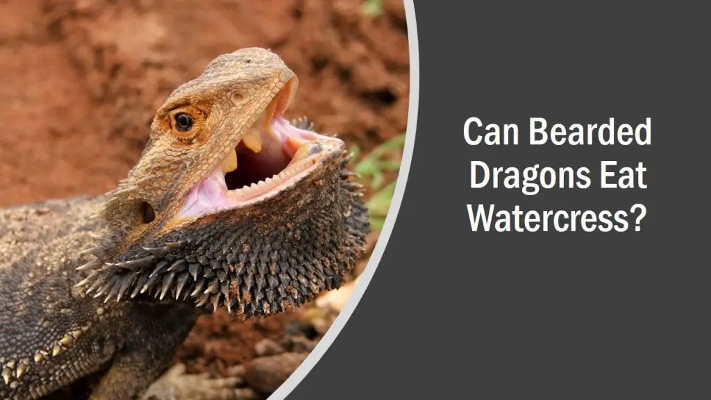 Do Bearded Dragons Like Watercress