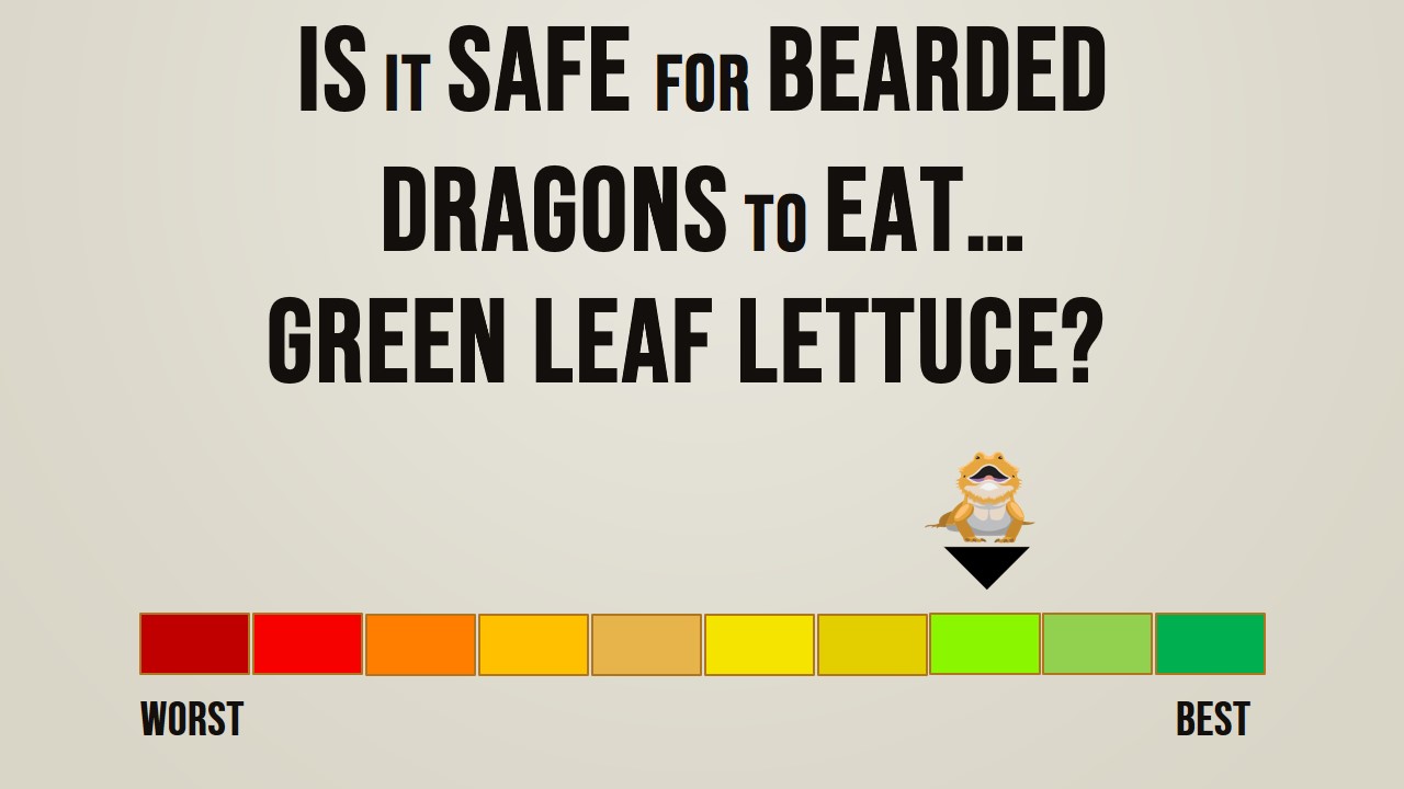 Can Bearded Dragons Green Leaf Lettuce