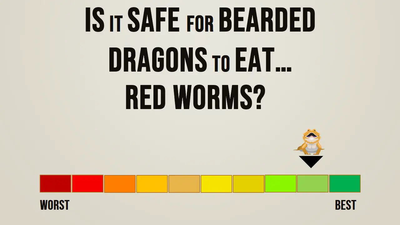 Can Bearded Dragons Red Worms