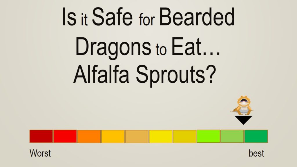 Can Bearded Dragons Eat Alfalfa Sprouts? (See What Happens)