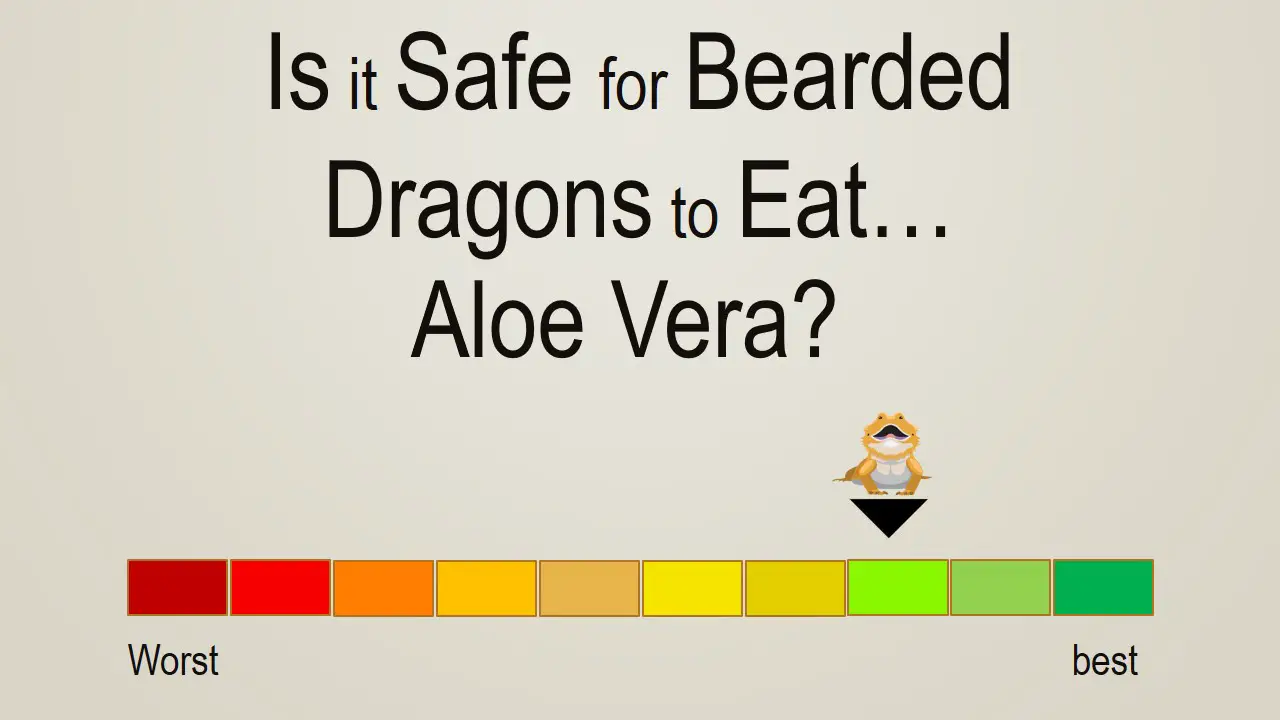 Is it Safe for Bearded Dragons to Eat Aloe Vera