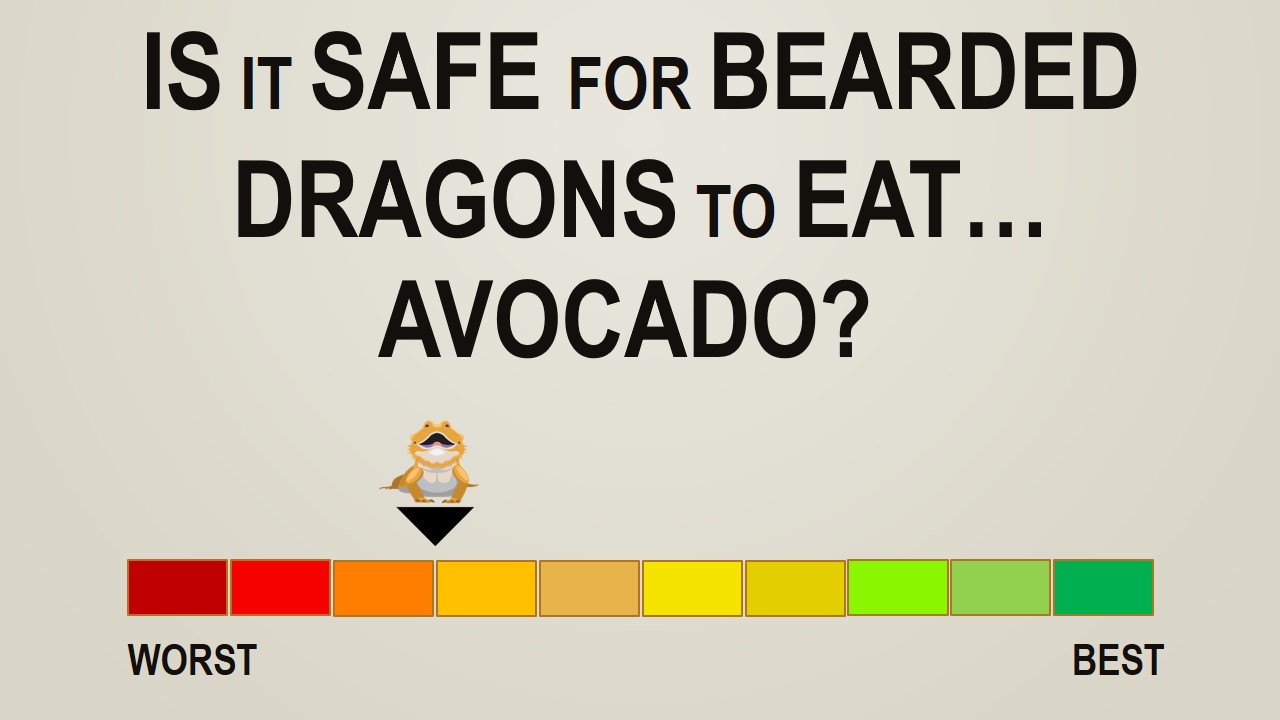 Is it Safe for Bearded Dragons to Eat Avocado