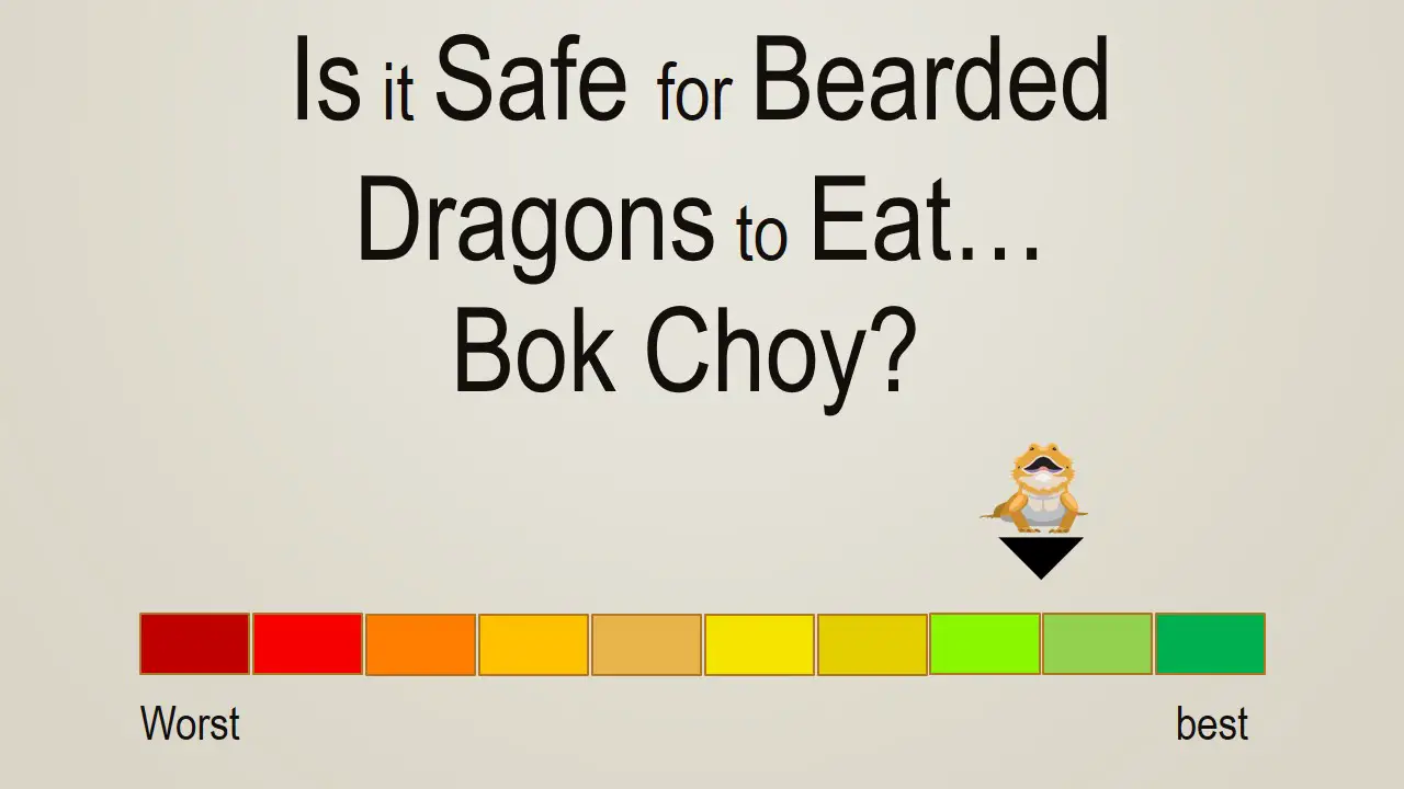 Is it Safe for Bearded Dragons to Eat Bok Choy