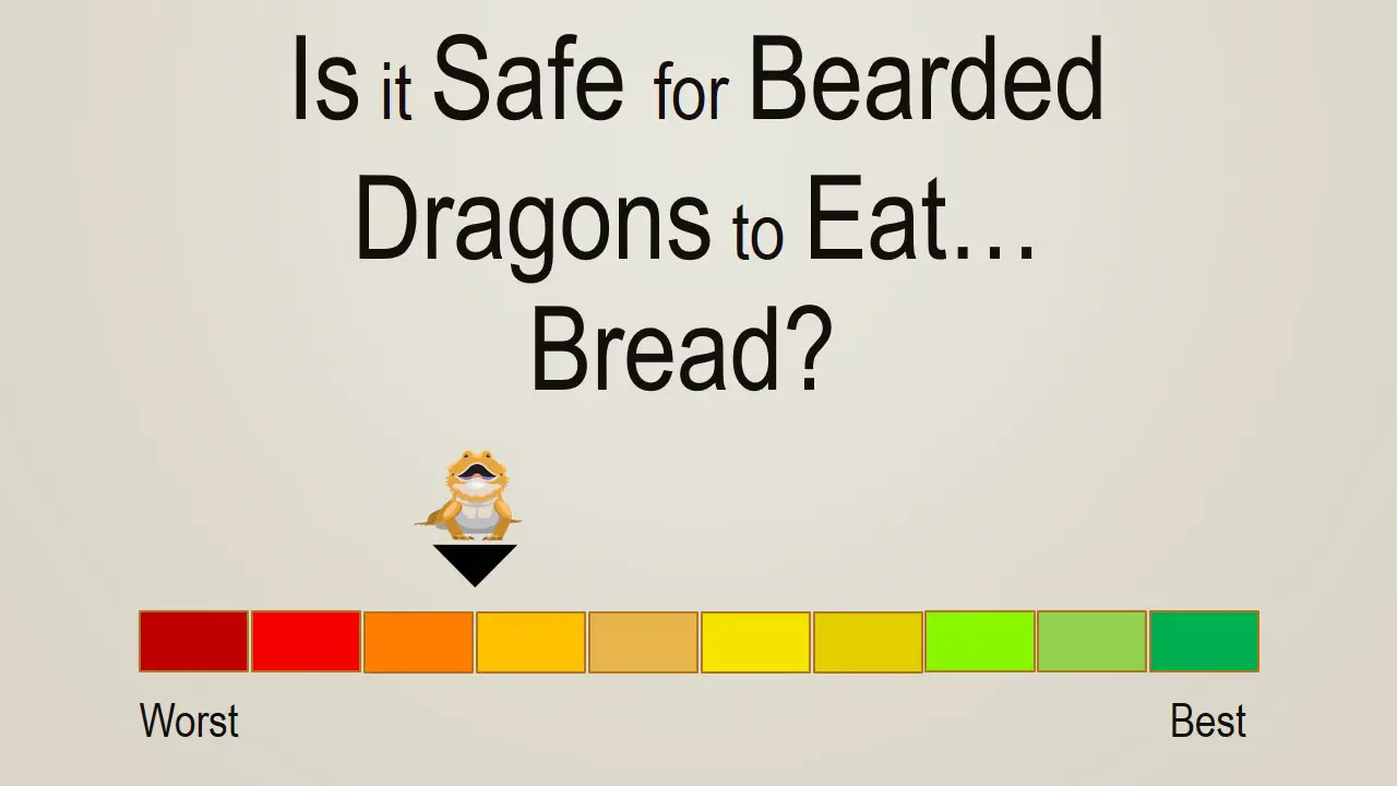 Is it Safe for Bearded Dragons to Eat Bread