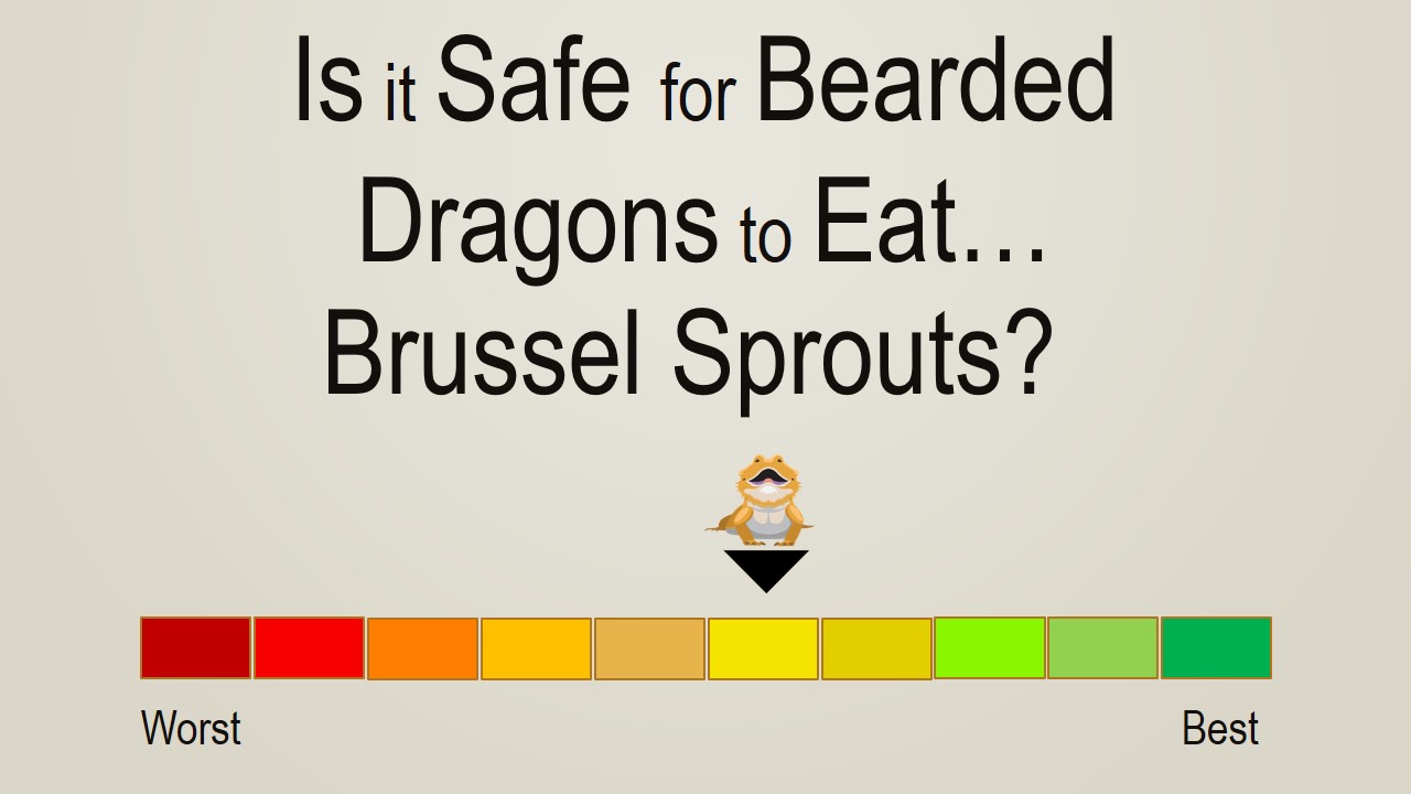 Is it Safe for Bearded Dragons to Eat Brussel Sprouts