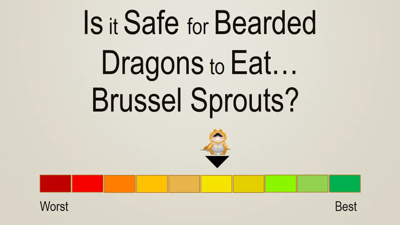 Is it Safe for Bearded Dragons to Eat Brussel Sprouts