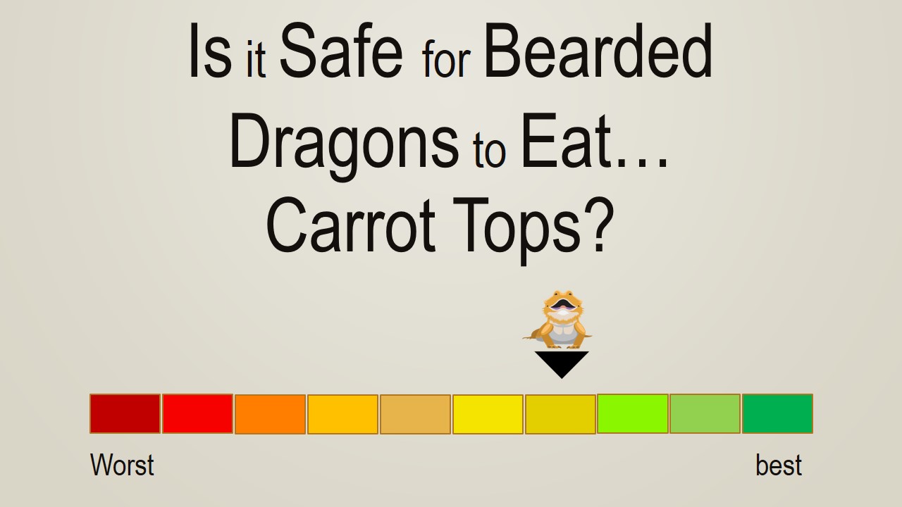 Is it Safe for Bearded Dragons to Eat Carrot Tops