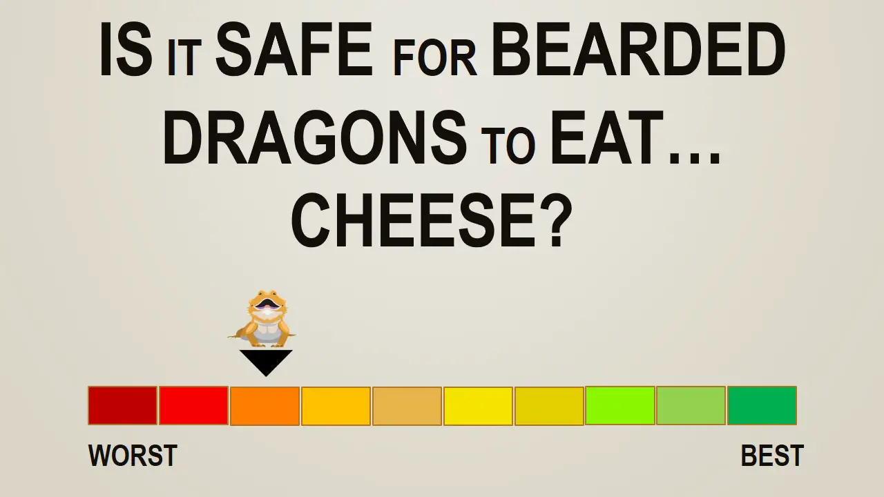 Is it Safe for Bearded Dragons to Eat Cheese