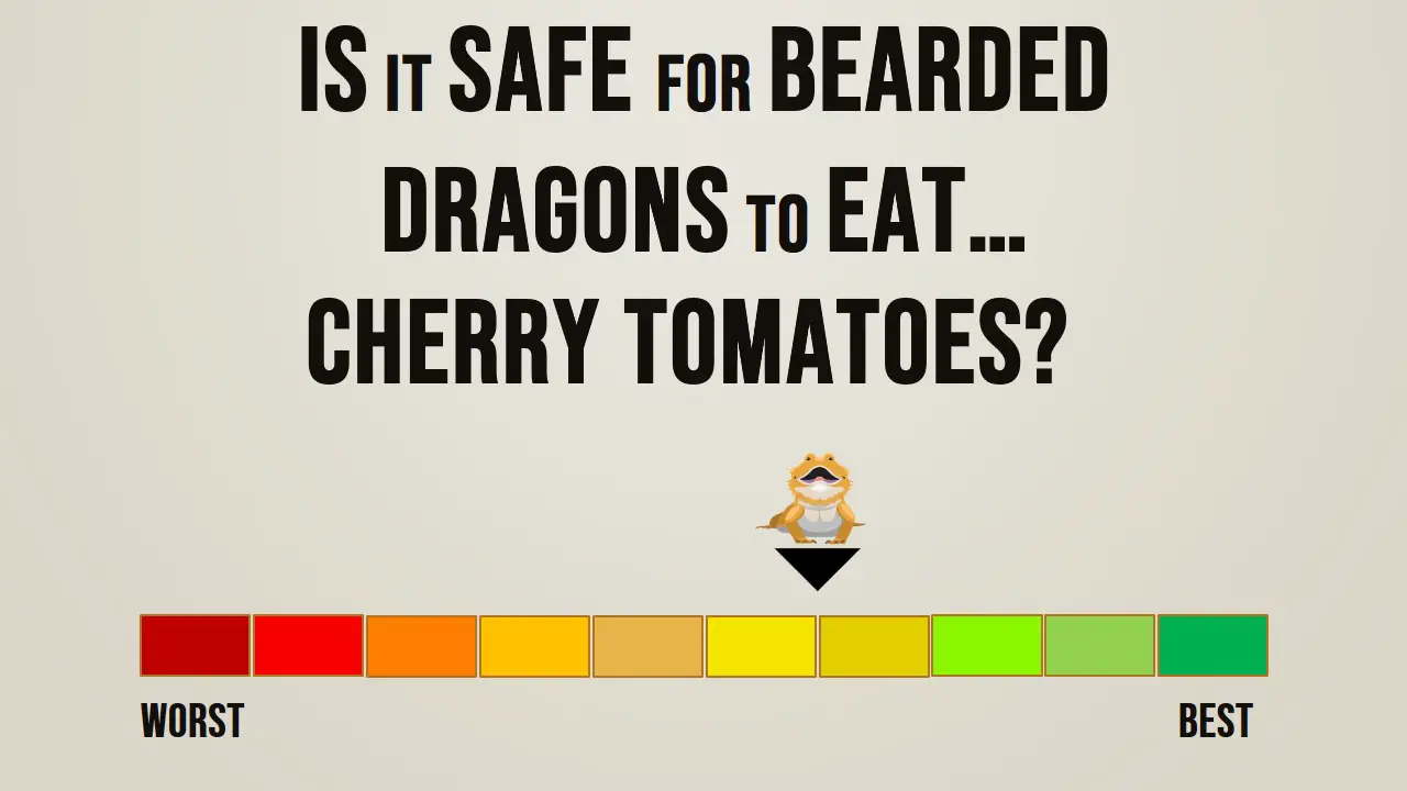 Is it Safe for Bearded Dragons to Eat Cherry Tomatoes