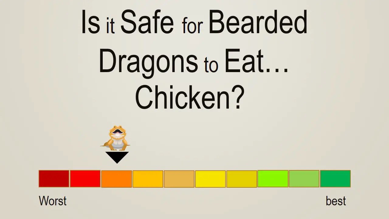 Is it Safe for Bearded Dragons to Eat Chicken