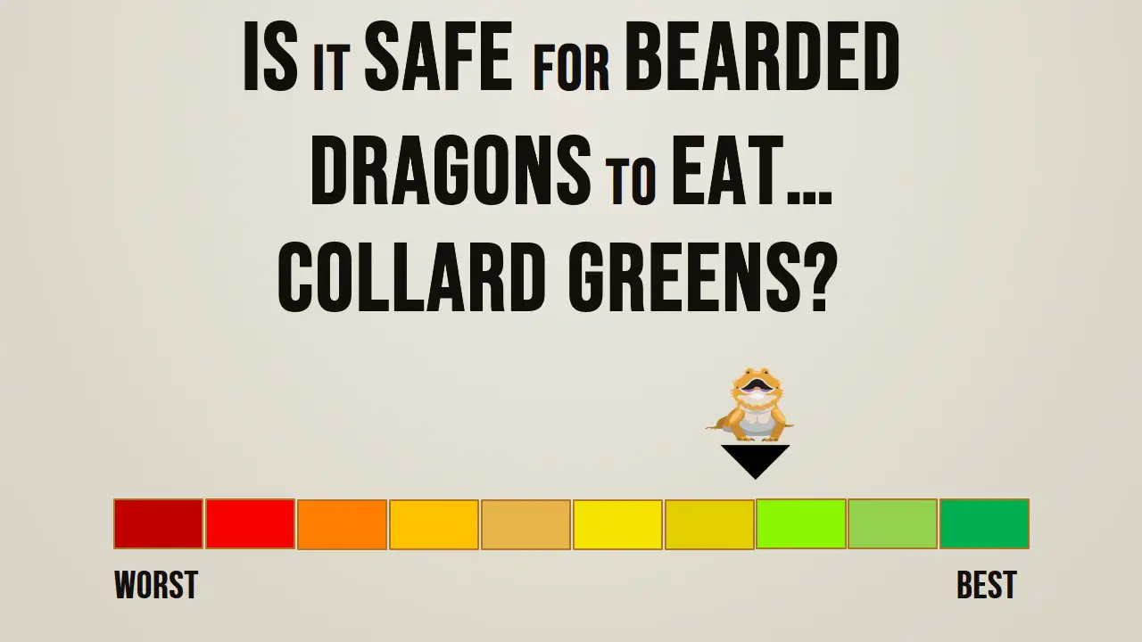 Is it Safe for Bearded Dragons to Eat Collard Greens