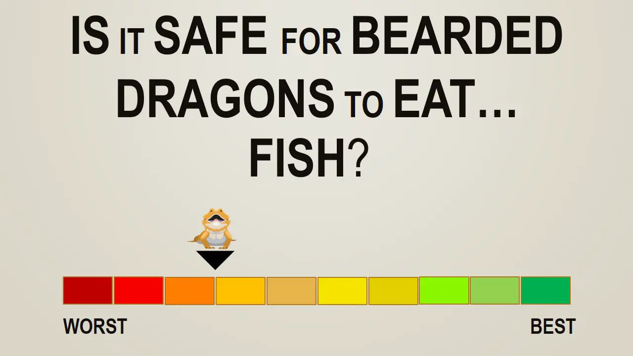 Is it Safe for Bearded Dragons to Eat Fish