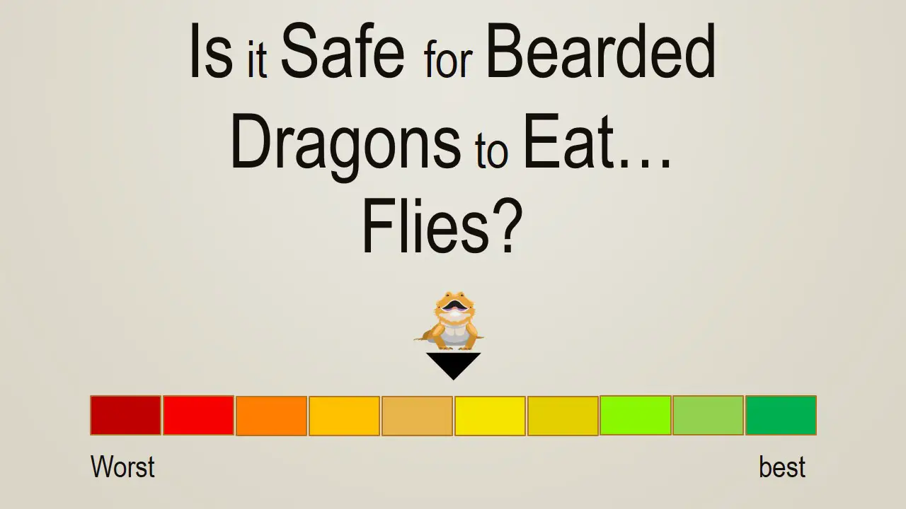 Is it Safe for Bearded Dragons to Eat Flies
