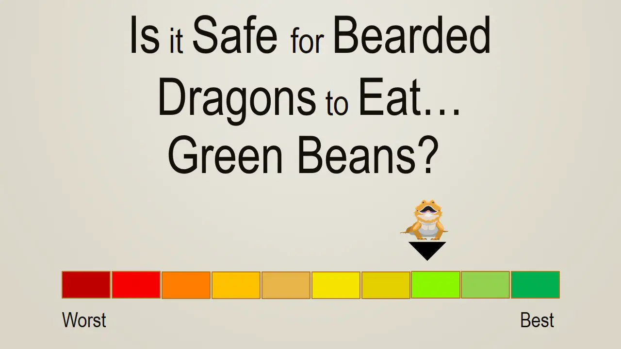 Is it Safe for Bearded Dragons to Eat Green Beans
