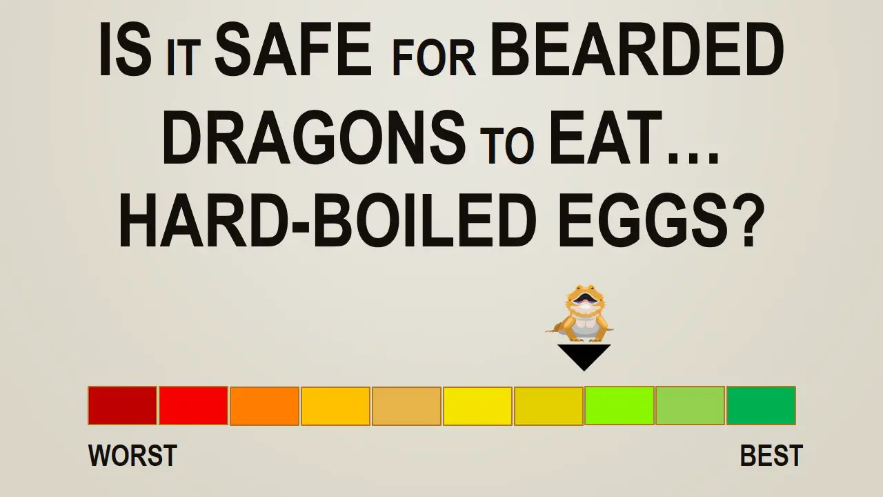 Is it Safe for Bearded Dragons to Eat Hard-Boiled Eggs