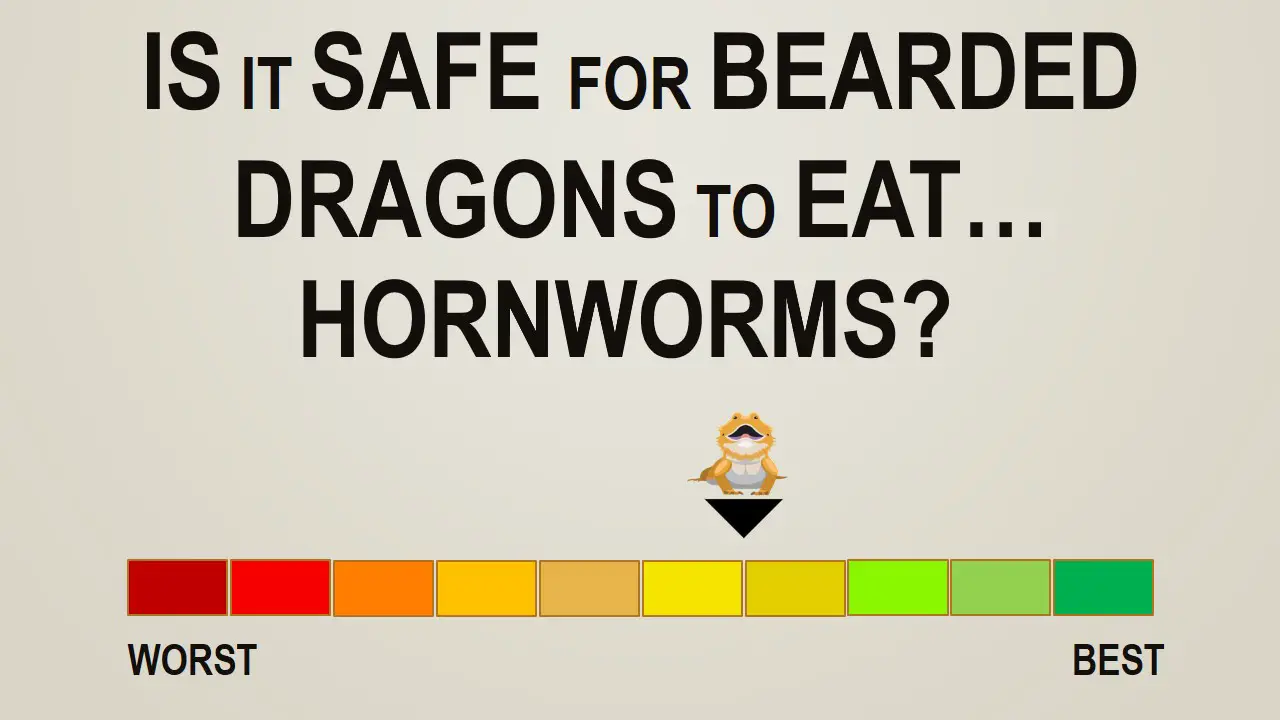 Is it Safe for Bearded Dragons to Eat Hornworms