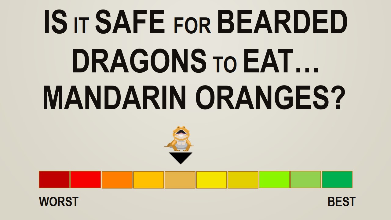 Is it Safe for Bearded Dragons to Eat Mandarin - Oranges