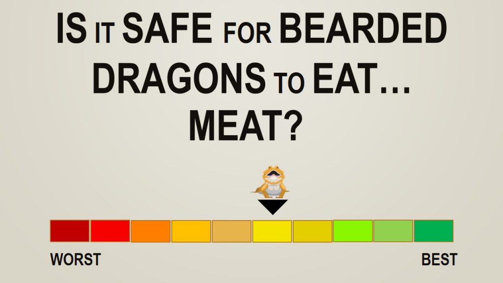 can-bearded-dragons-eat-meat-see-what-happens