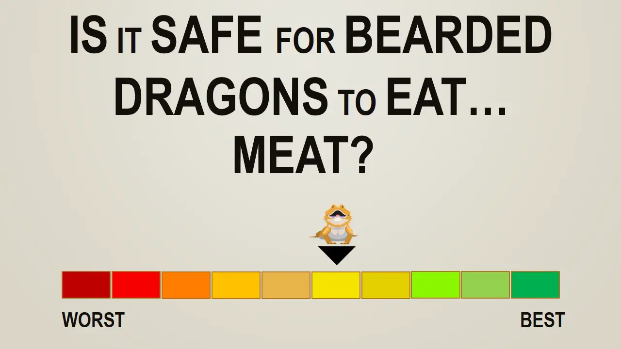 Is it Safe for Bearded Dragons to Eat Meat