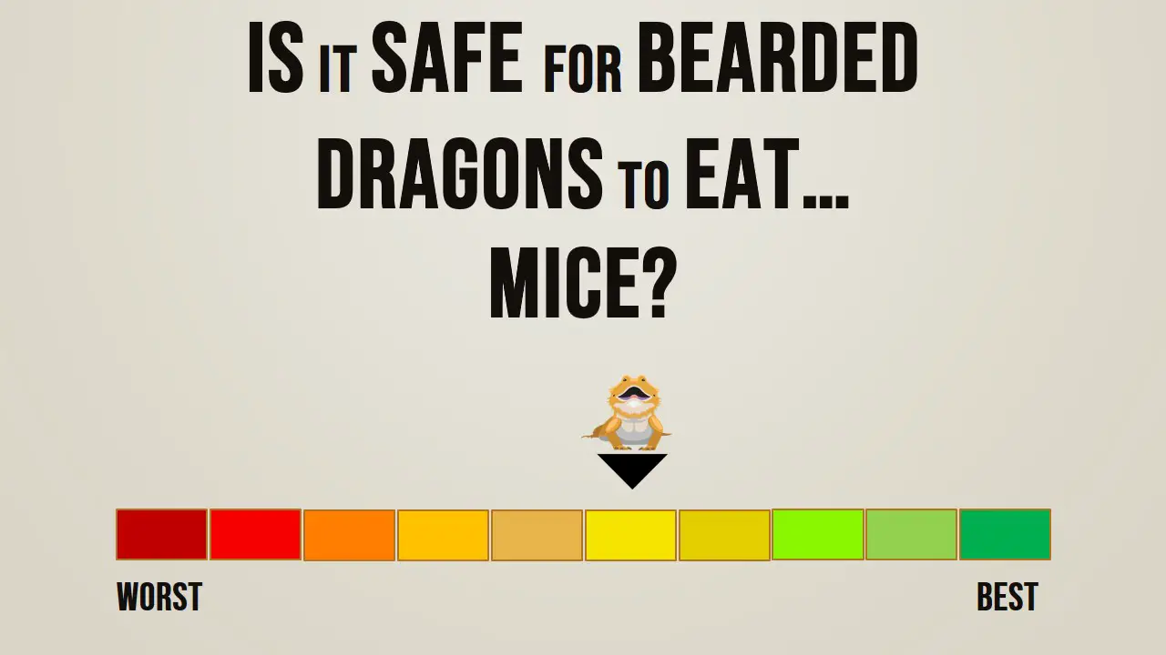 Is it Safe for Bearded Dragons to Eat Mice