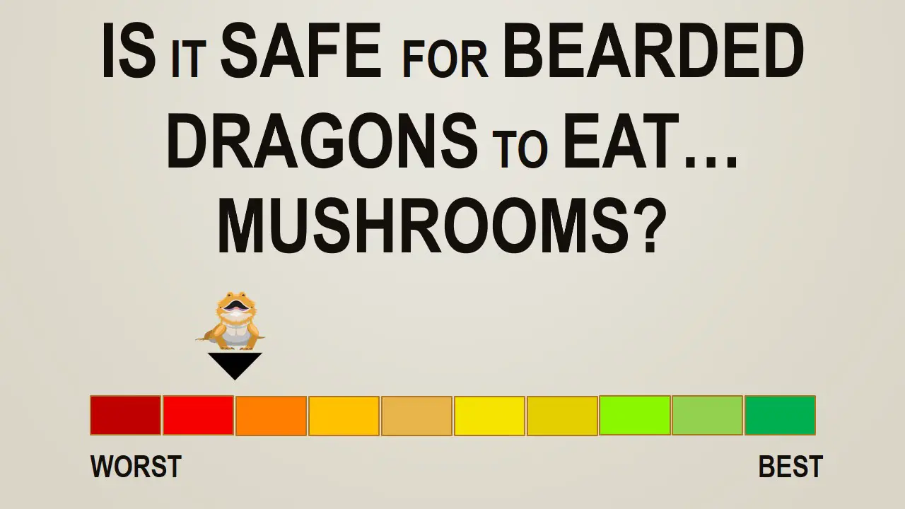Is it Safe for Bearded Dragons to Eat Mushrooms