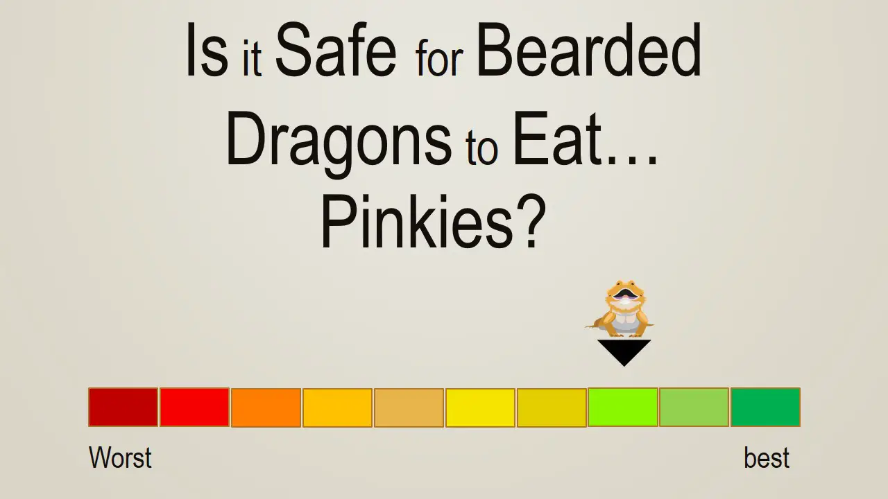 Is it Safe for Bearded Dragons to Eat Pinkies