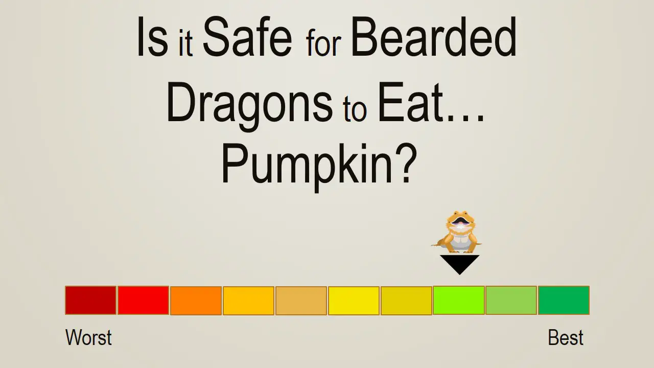 Is it Safe for Bearded Dragons to Eat Pumpkin