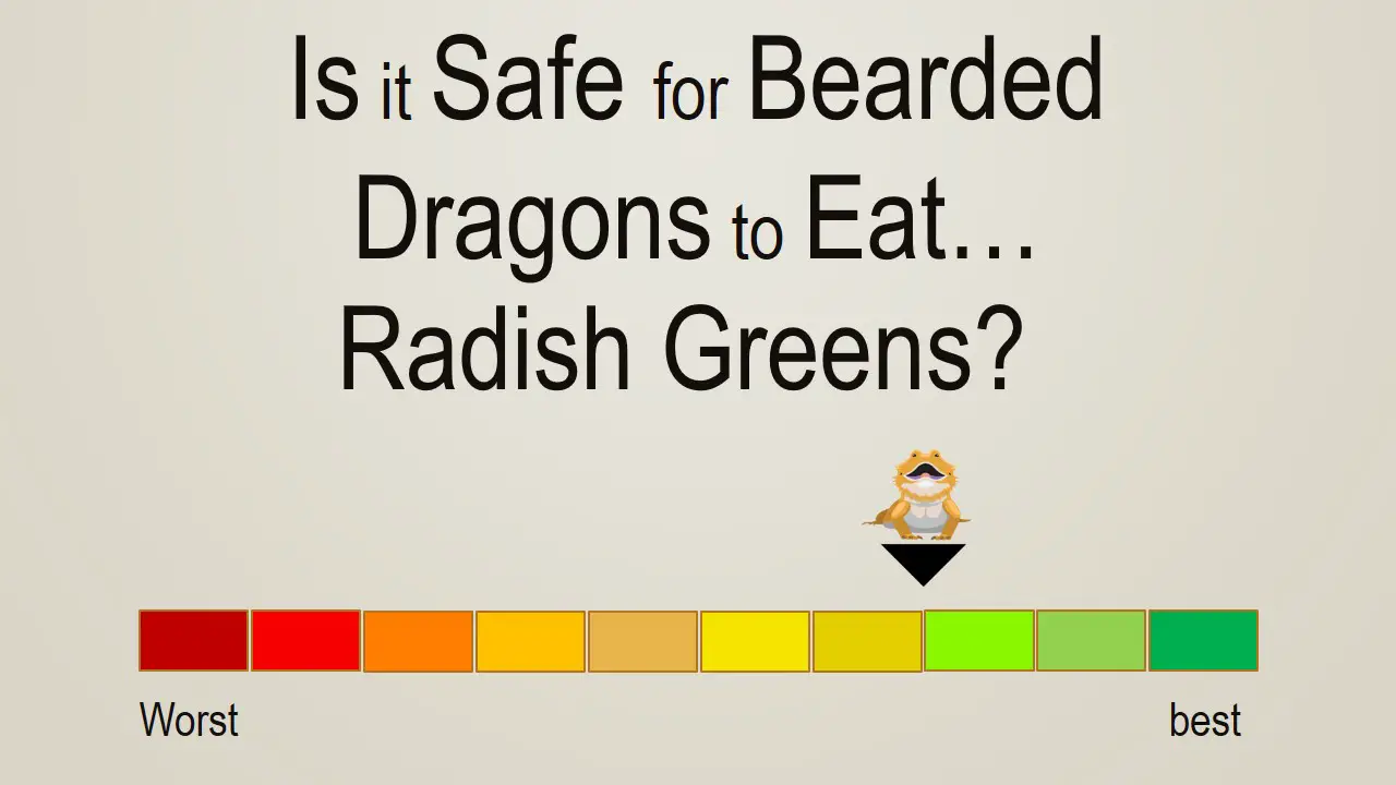 Is it Safe for Bearded Dragons to Eat Radish Greens