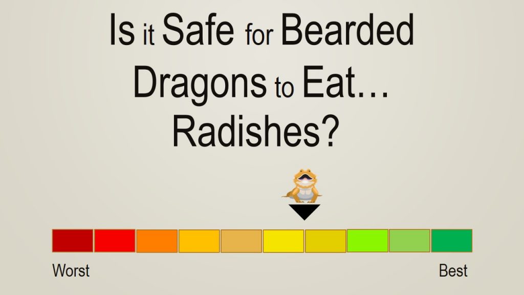 Can Bearded Dragons Eat Radishes
