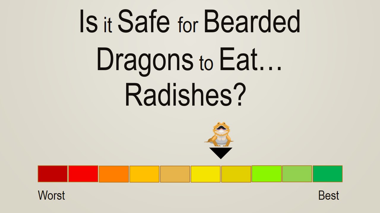 Is it Safe for Bearded Dragons to Eat Radishes