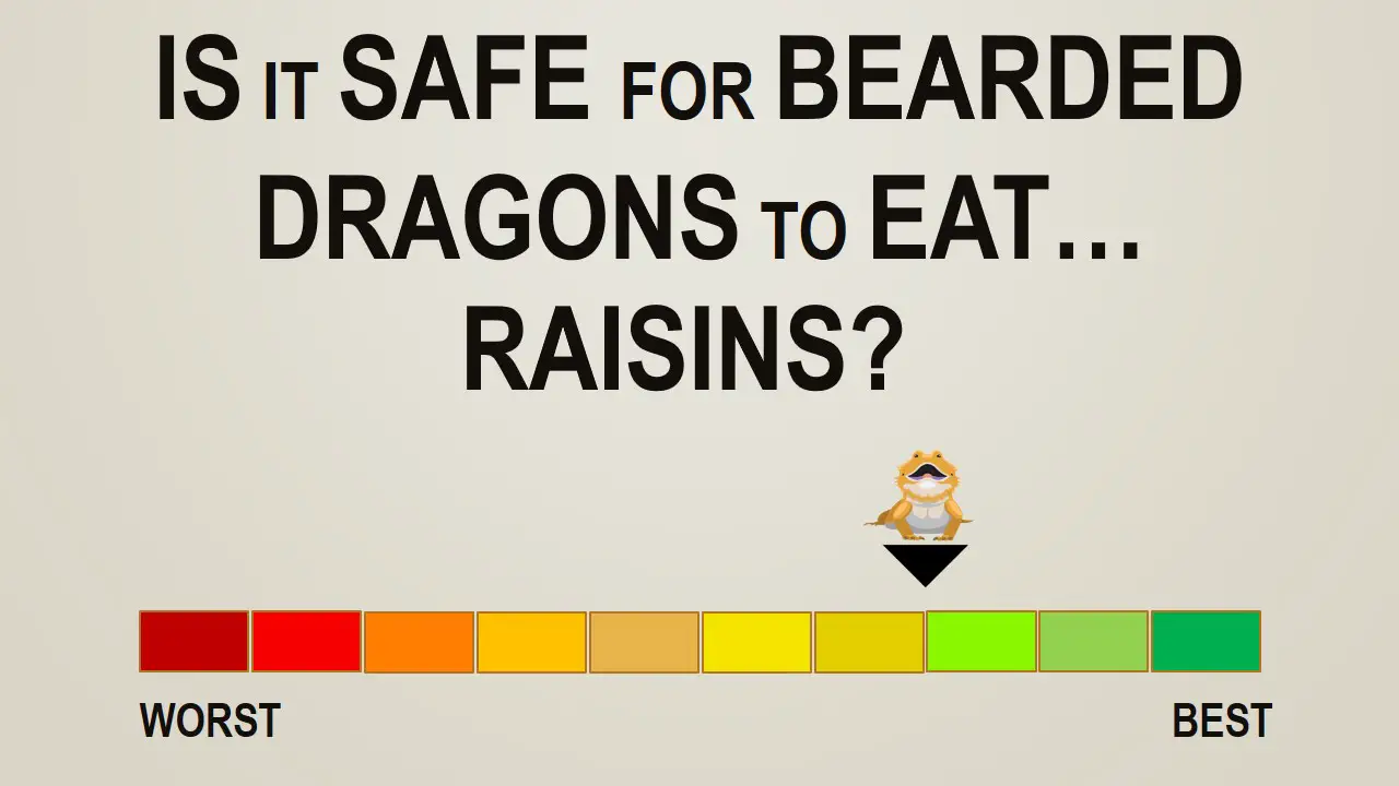 Is it Safe for Bearded Dragons to Eat Raisins