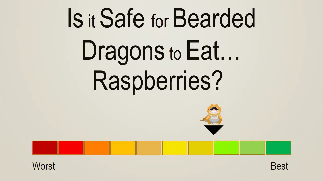 Is it Safe for Bearded Dragons to Eat Raspberries