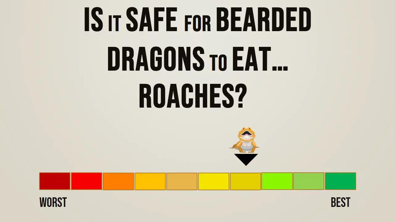 Is it Safe for Bearded Dragons to Eat Roaches